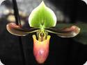 Paph. mastersianum